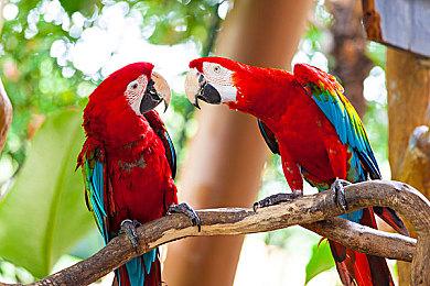 玩家自制版《生化危机：代号维罗妮卡》场景视频